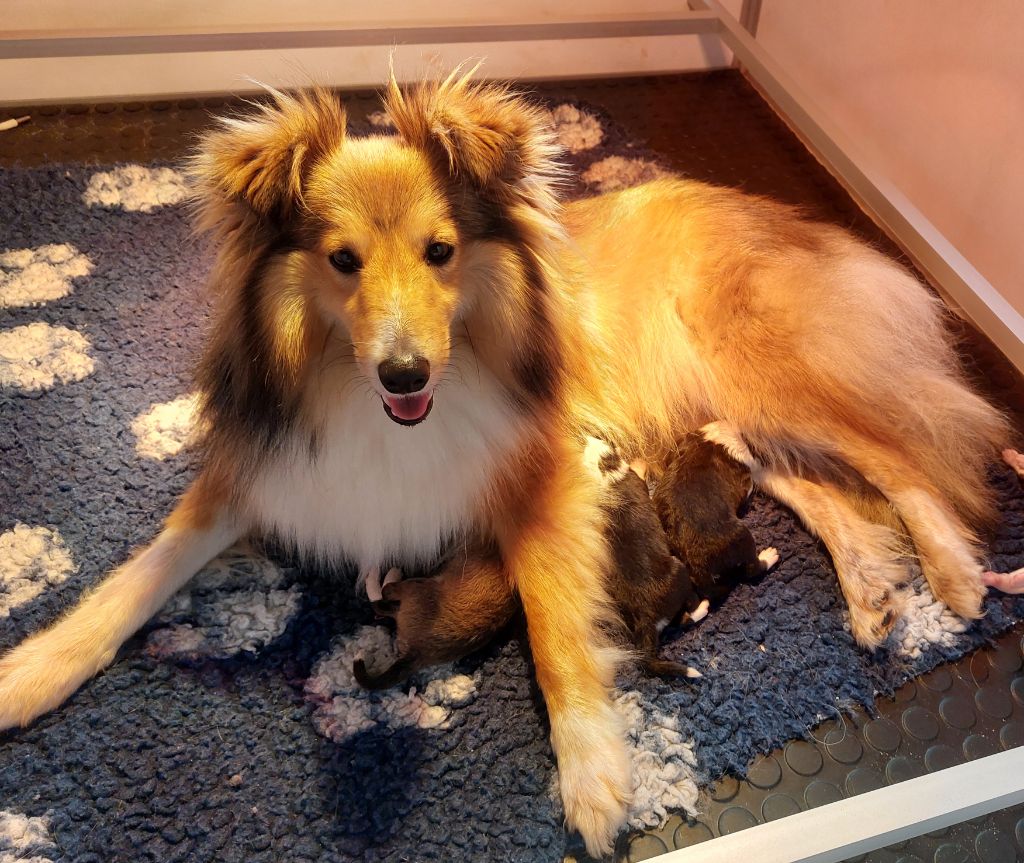 Les Shetland Sheepdog de l'affixe Les Petits Anges De La Noue