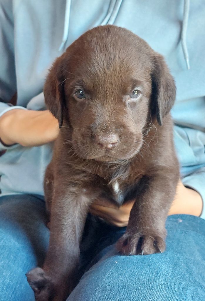 Les Petits Anges De La Noue - Chiot disponible  - Labrador Retriever