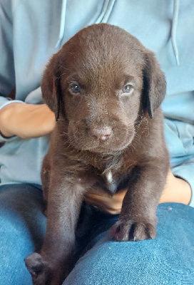 Les Petits Anges De La Noue - Labrador Retriever - Portée née le 18/05/2024