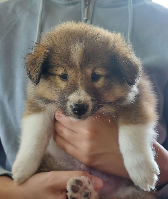 Les Petits Anges De La Noue - Shetland Sheepdog - Portée née le 13/05/2024