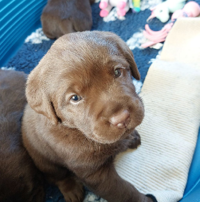 Les Petits Anges De La Noue - Labrador Retriever - Portée née le 11/01/2023