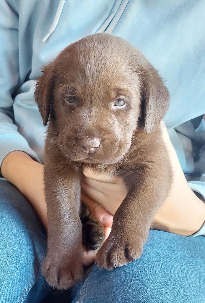 Les Petits Anges De La Noue - Chiot disponible  - Labrador Retriever