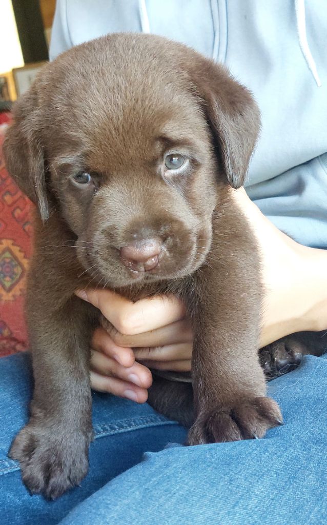 Les Petits Anges De La Noue - Chiot disponible  - Labrador Retriever