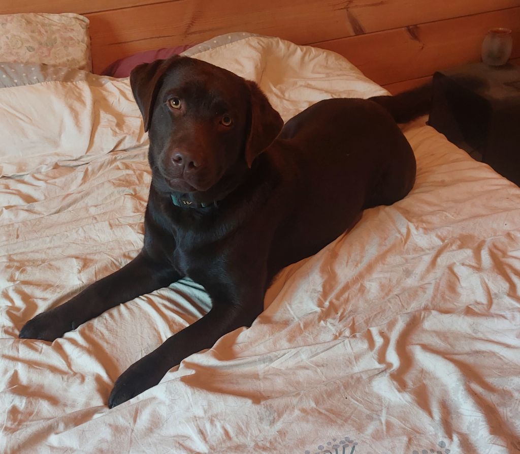 Roxy Du prieur de la roche