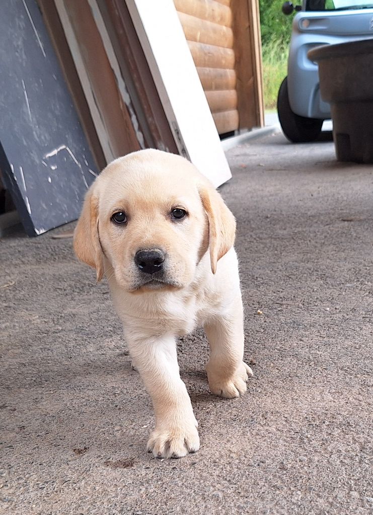 Les Petits Anges De La Noue - Chiots disponibles - Labrador Retriever