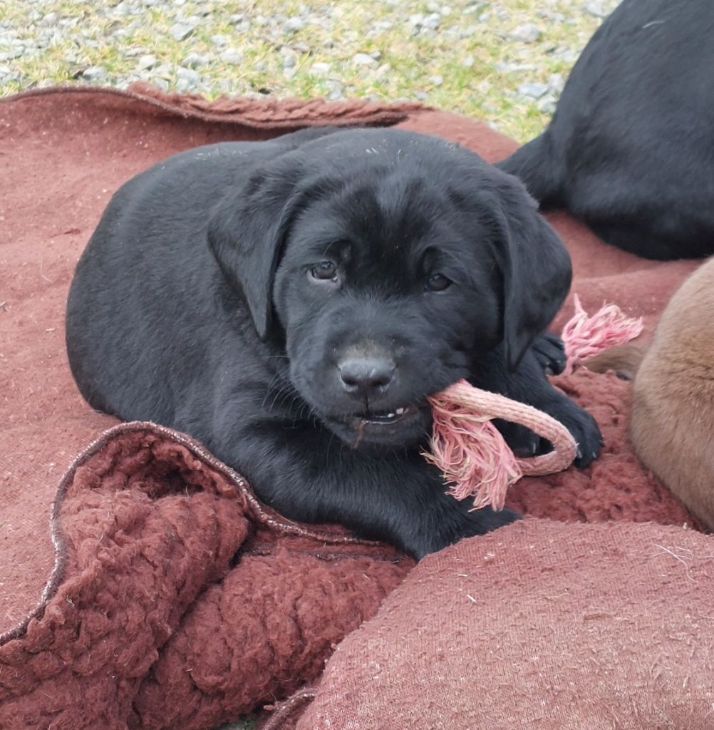 Les Petits Anges De La Noue - Chiots disponibles - Labrador Retriever