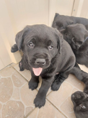 CHIOT 4